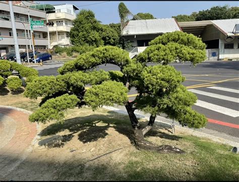 柏樹 風水|【柏樹 風水】柏樹風水禁忌大揭秘：在家種植柏樹吉凶與禁忌一。